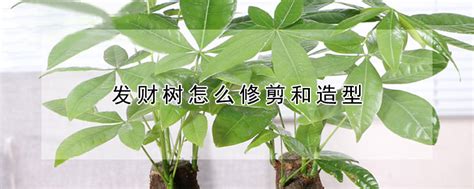 發財樹如何修剪|發財樹修剪全攻略：讓你的植物更茂盛 – 植物盆栽綠寶典